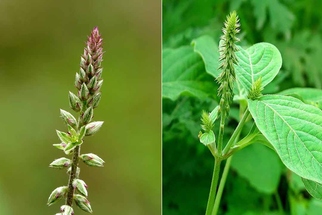 uống nước cây cỏ xước có tác dụng gì