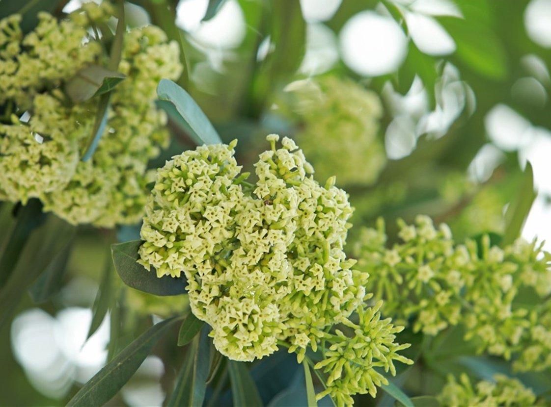 hoa sữa trị bệnh gì