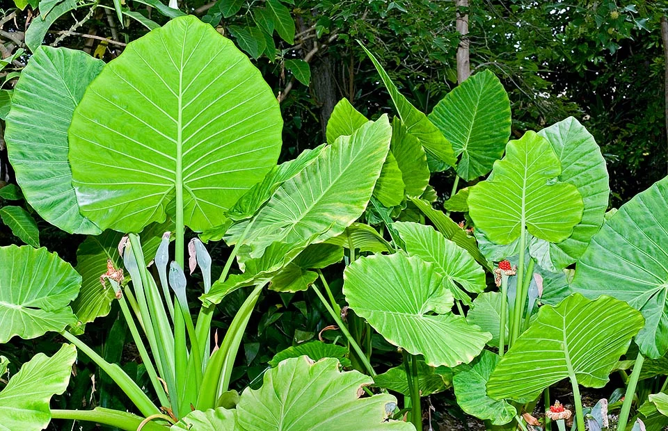 cung cấp vitamin và khoáng chất