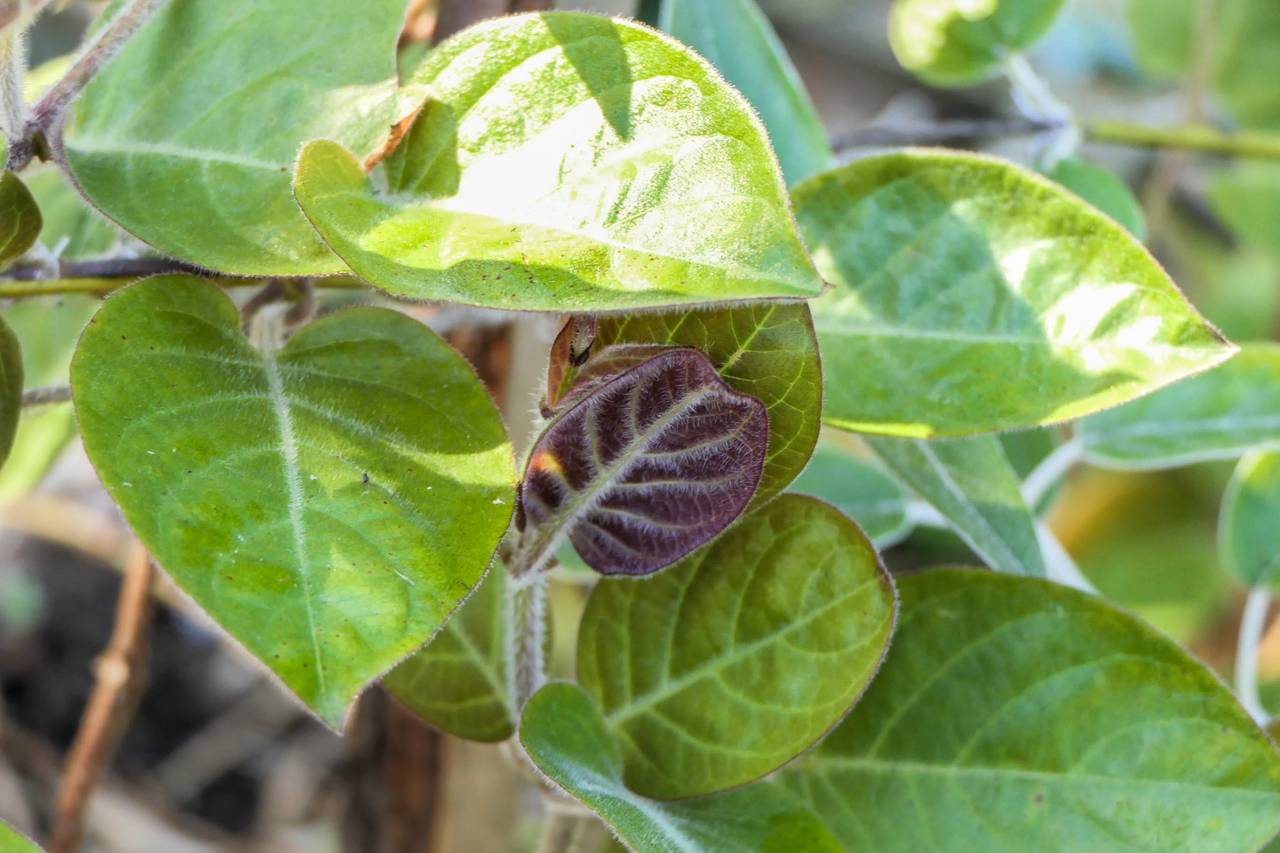 lá mơ có tác dụng gì