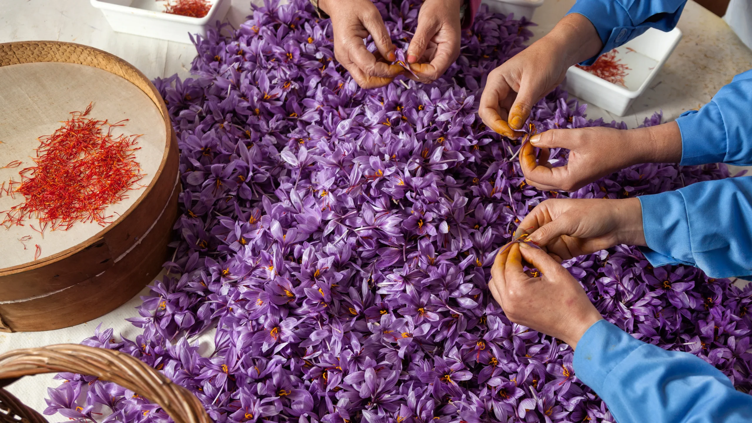 nhụy hoa nghệ tây có tác dụng gì