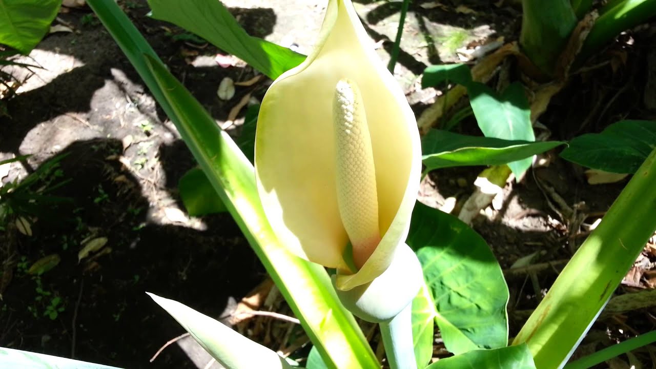 uống nước củ ráy có tác dụng gì