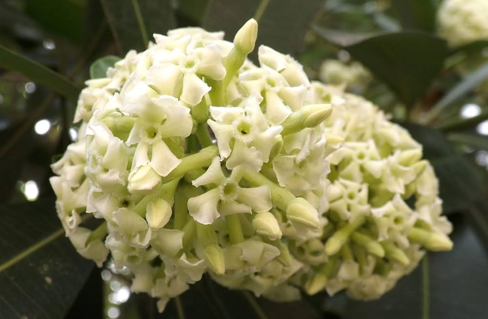 hoa sữa trị bệnh gì