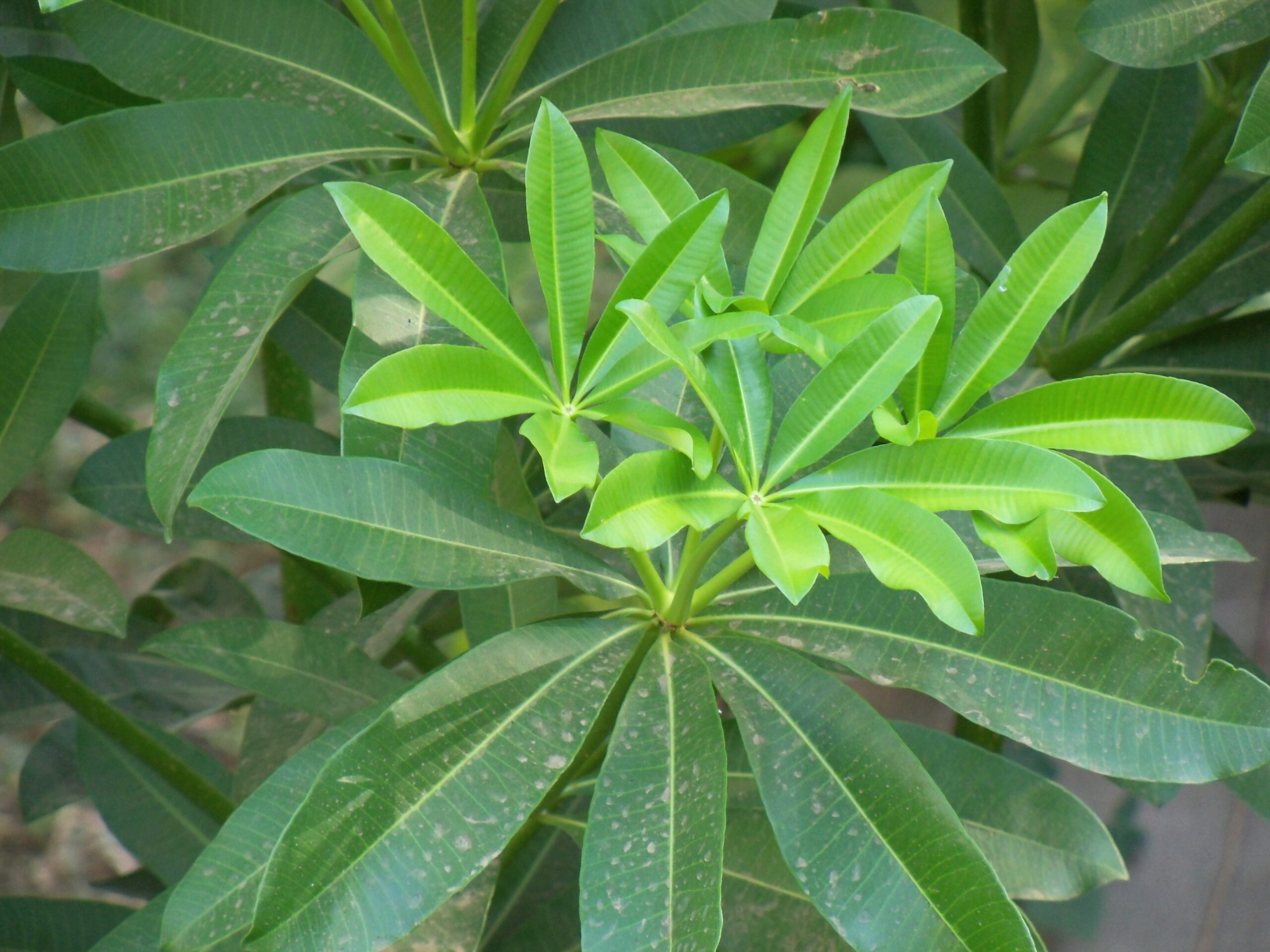 hoa sữa trị bệnh gì