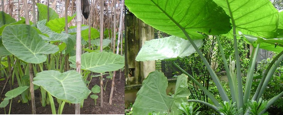 tác dụng của củ bạc hà núi