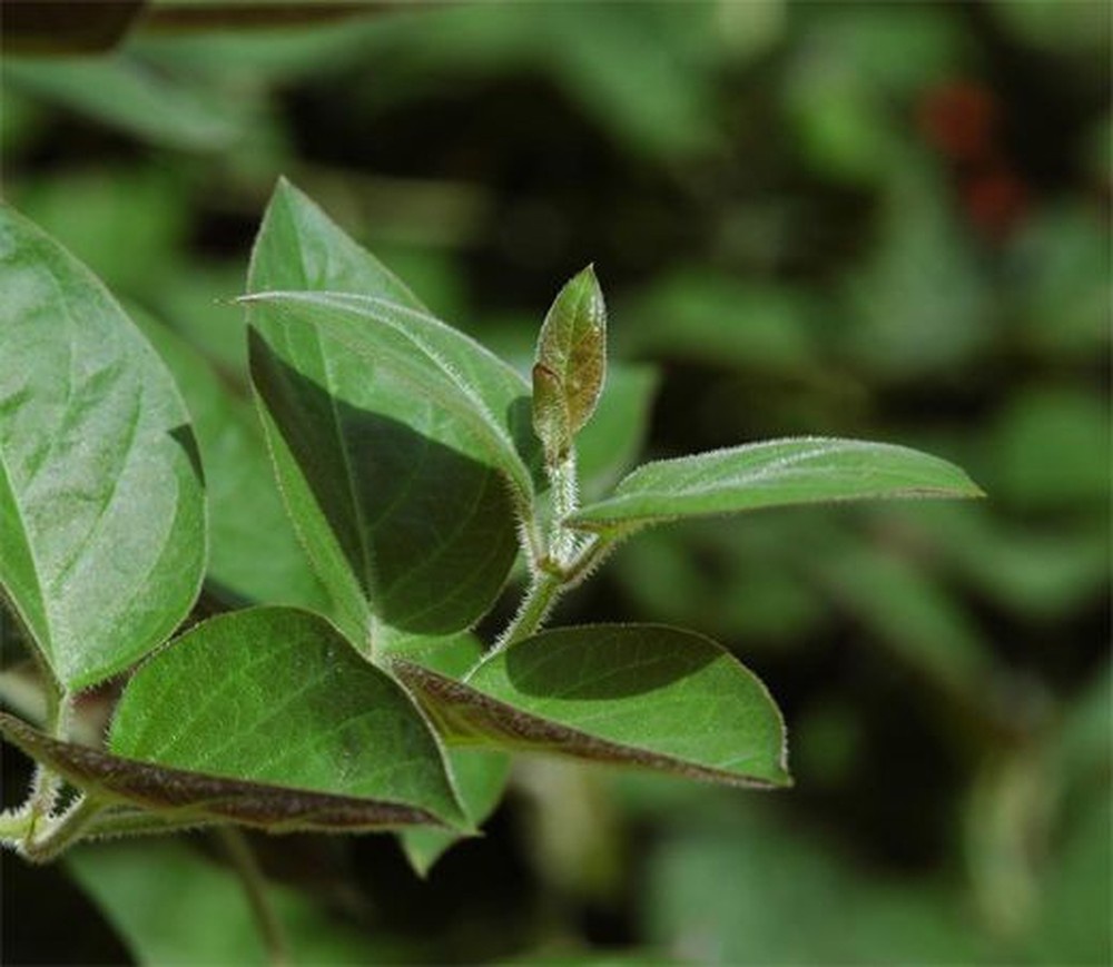 lá mơ tốt cho hệ tiêu hóa