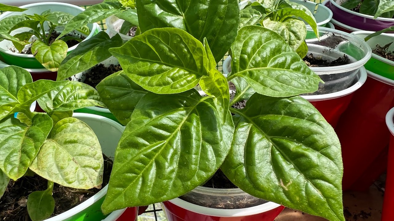 lá ớt có tác dụng gì