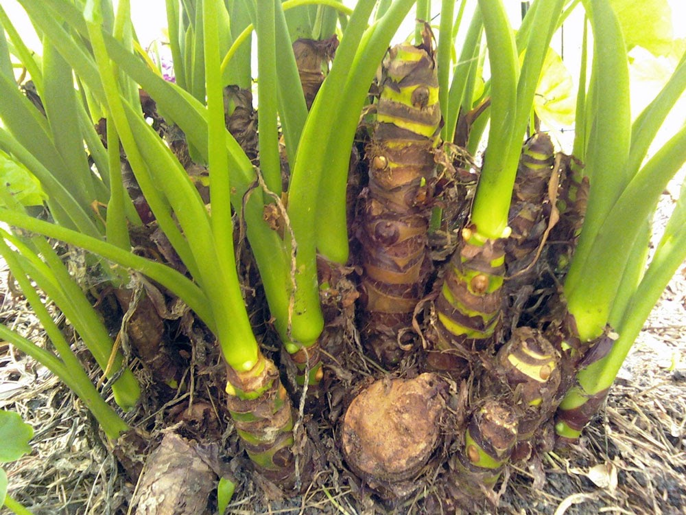 củ ráy chữa mụn nhọt
