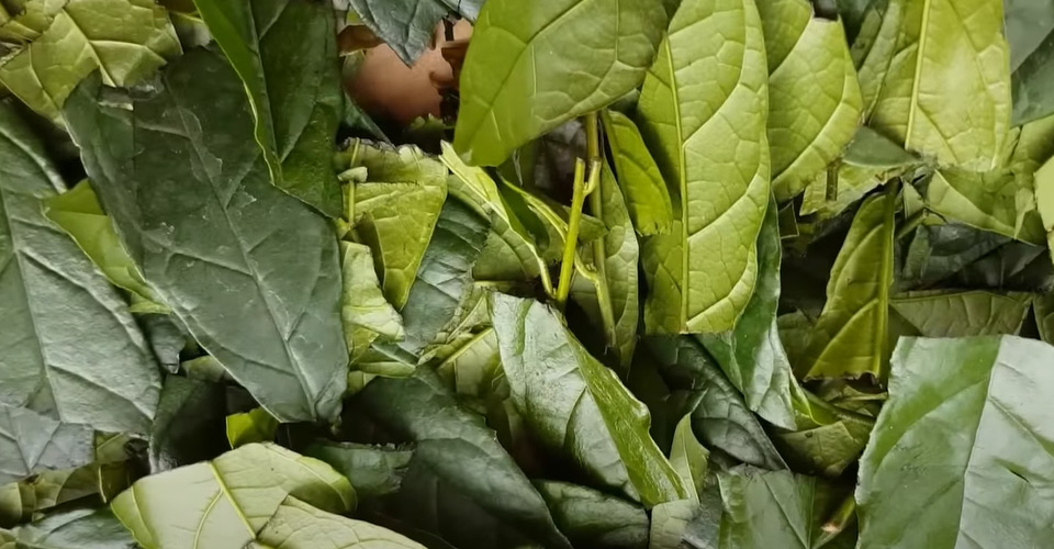 xạ đen trị ung thư