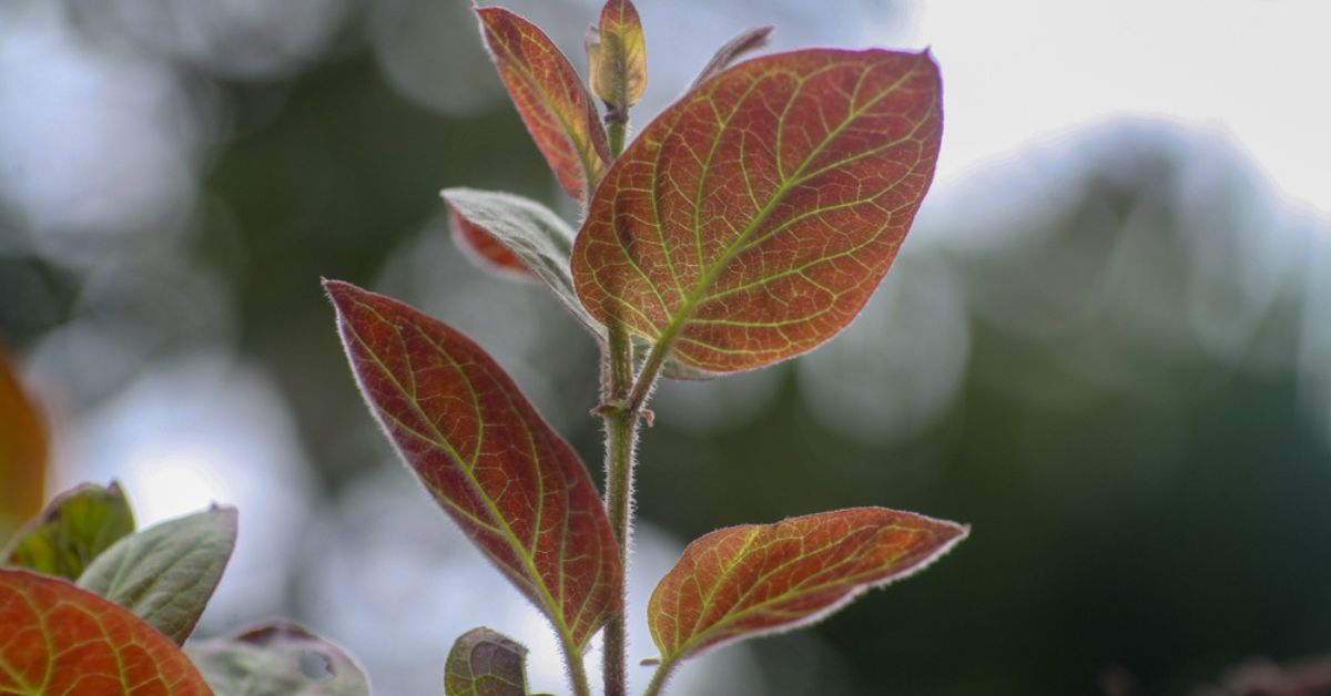 lá mơ giúp lợi tiểu