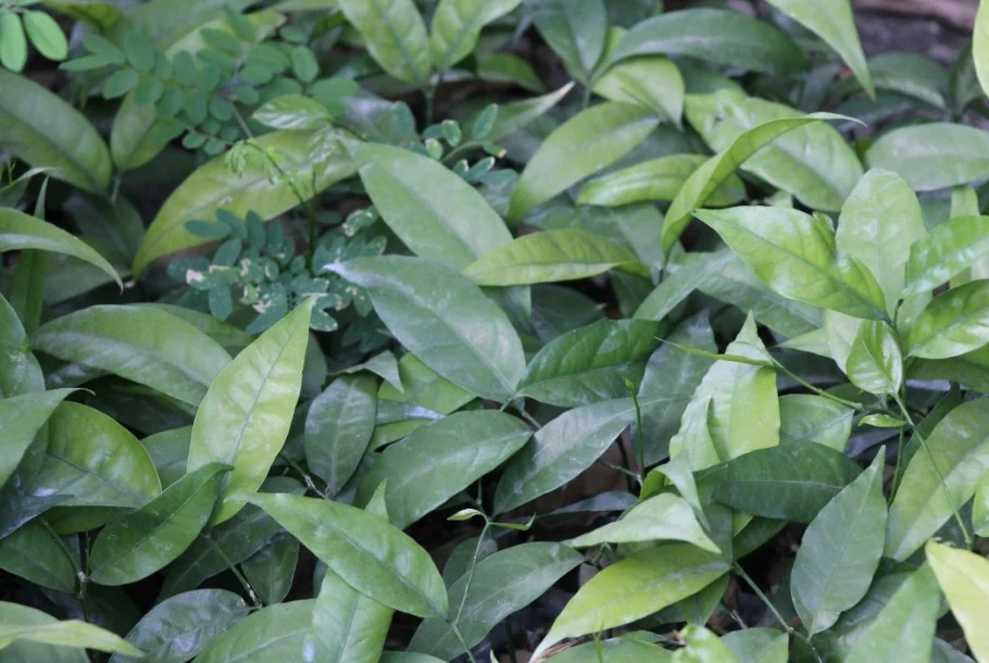 rau sắng là rau gì