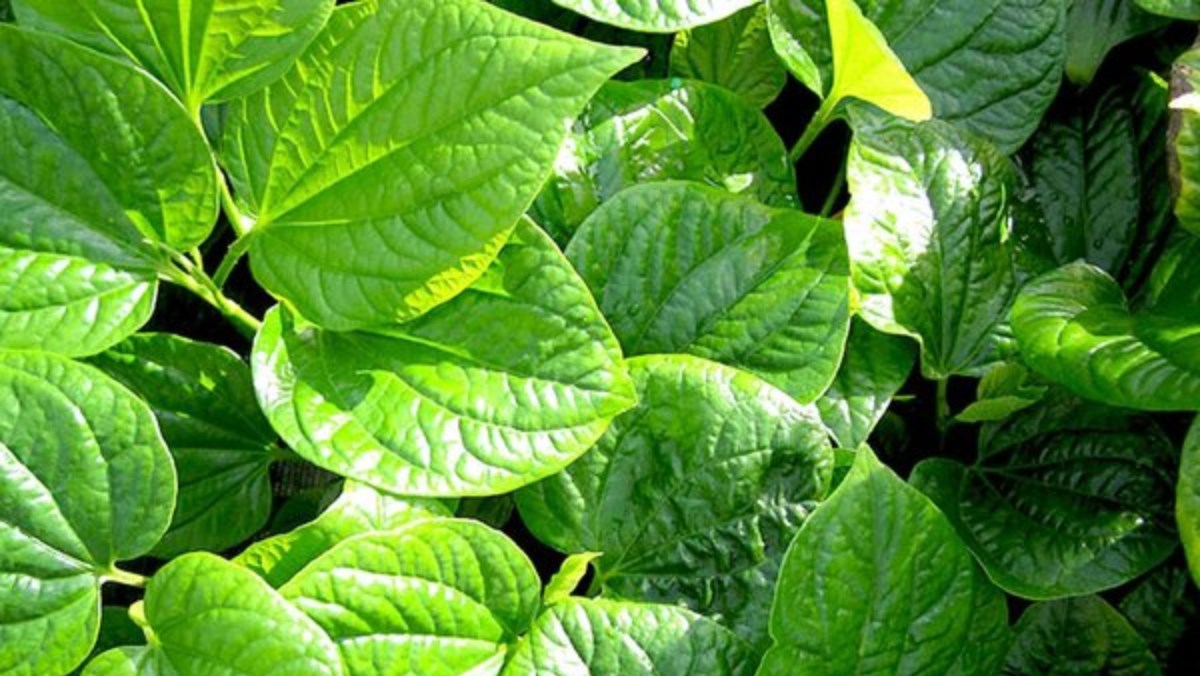 lá lốt nấu nước uống trị bệnh gì