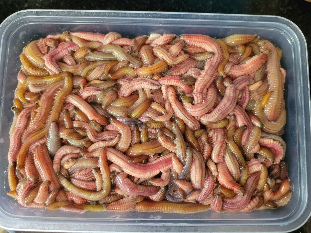 cách làm món chả rươi