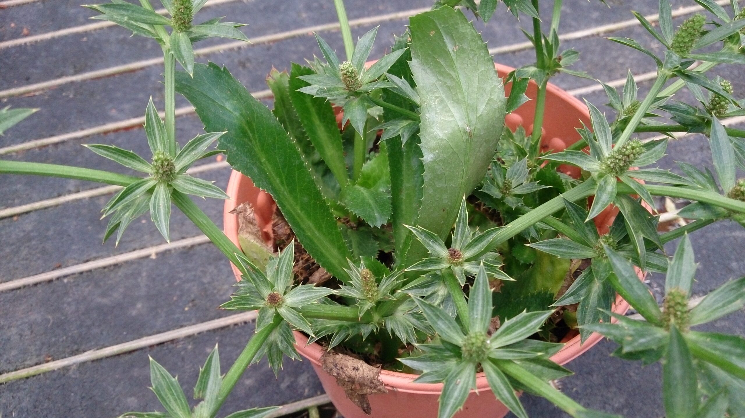 uống nước ngò gai có tác dụng gì