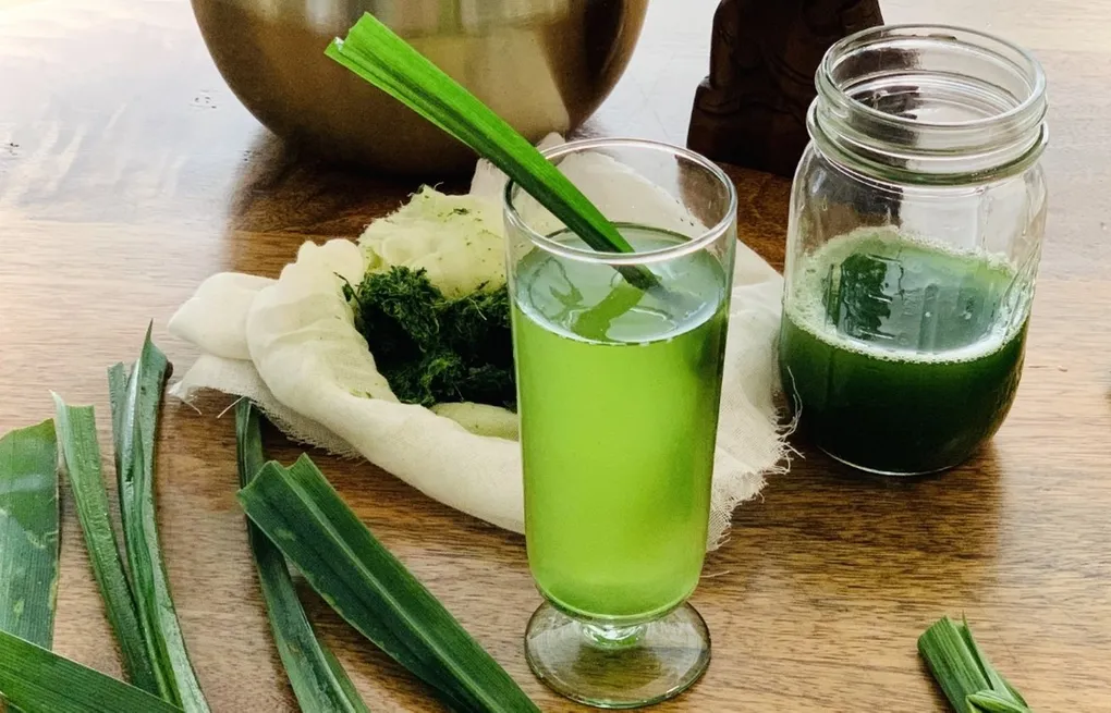uống nước lá dứa mỗi ngày