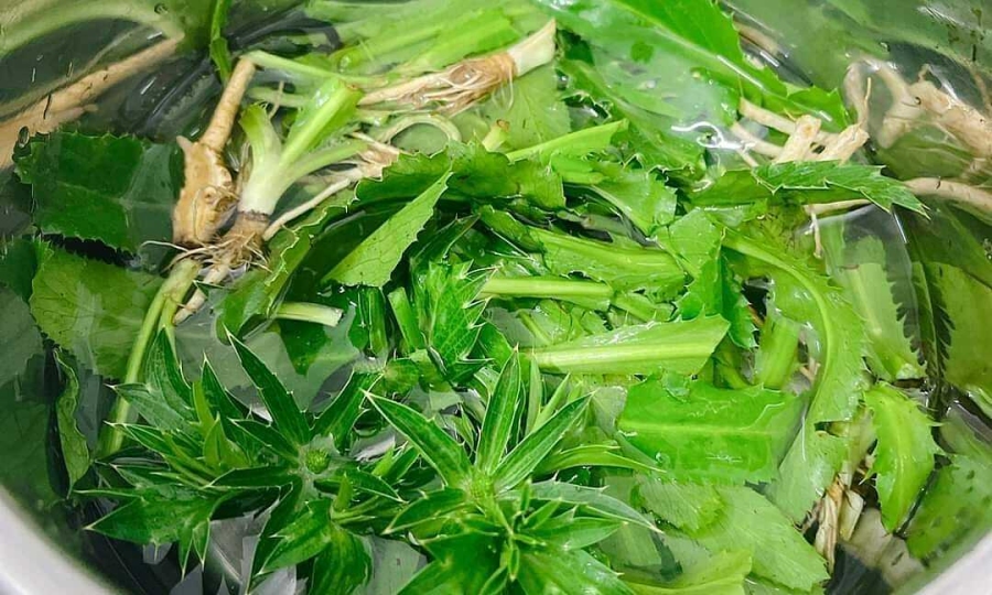 uống nước ngò gai có tác dụng gì
