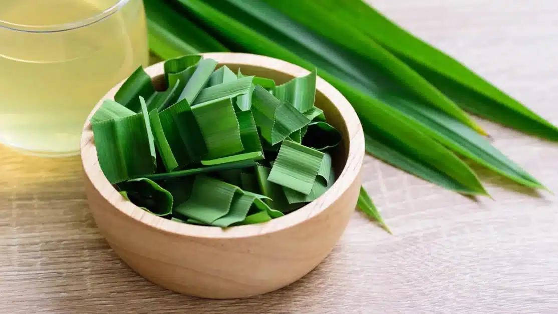 uống nước lá dứa mỗi ngày