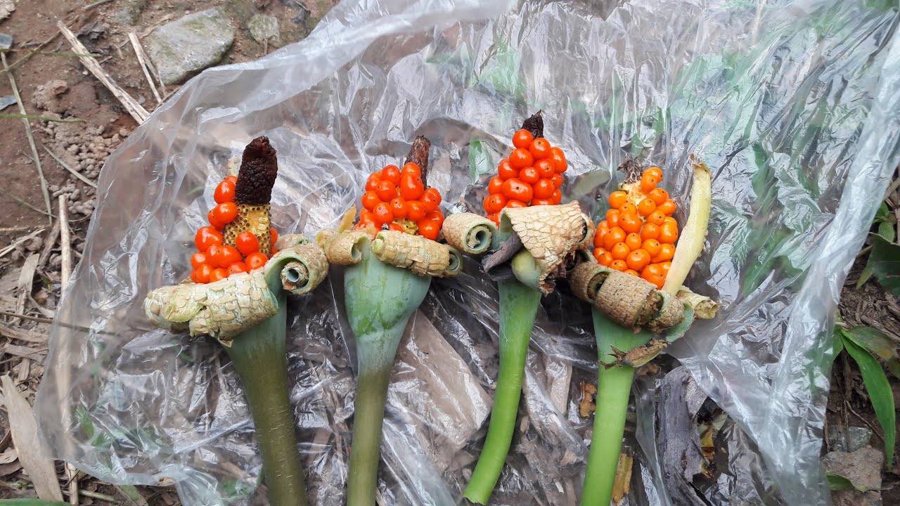 tác dụng