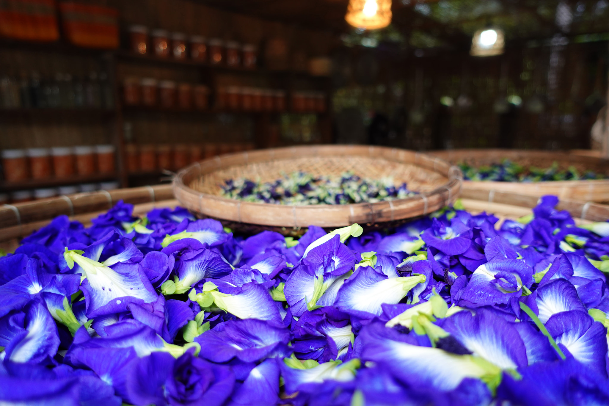 hoa đậu biếc