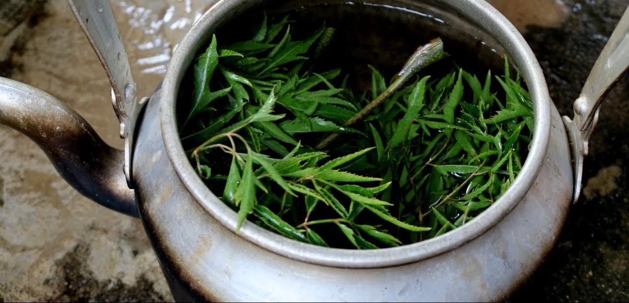 Tắm lá đinh lăng có tác dụng gì?