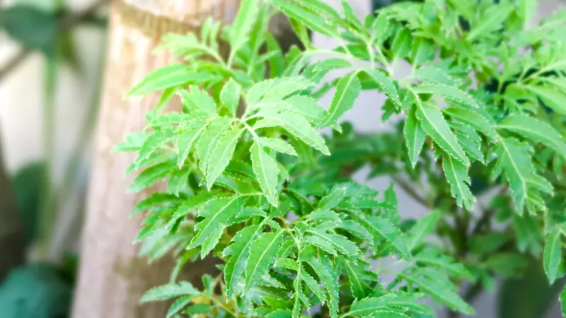 Tắm lá đinh lăng có tác dụng gì?