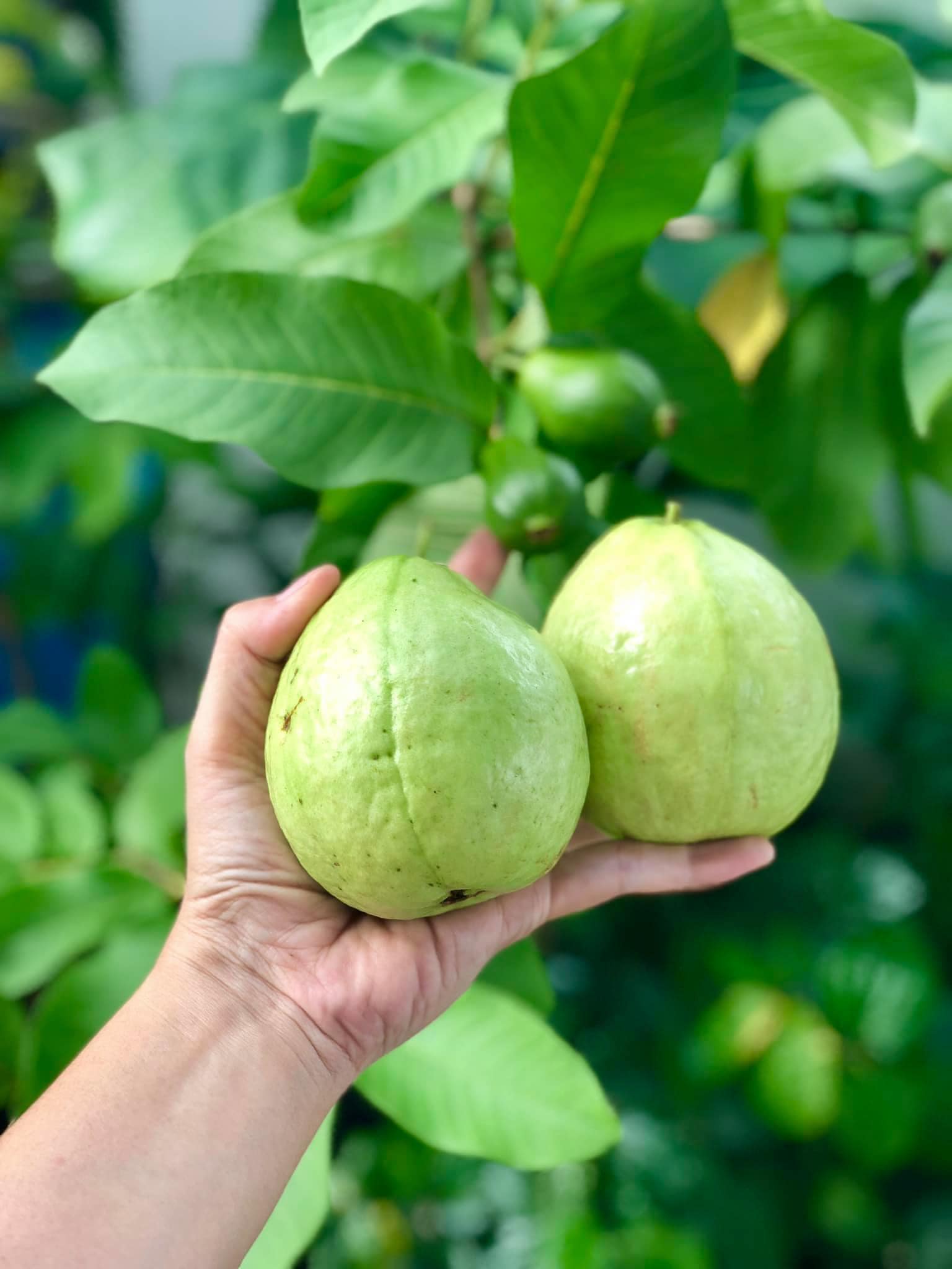 Rượu ổi có tác dụng gì?