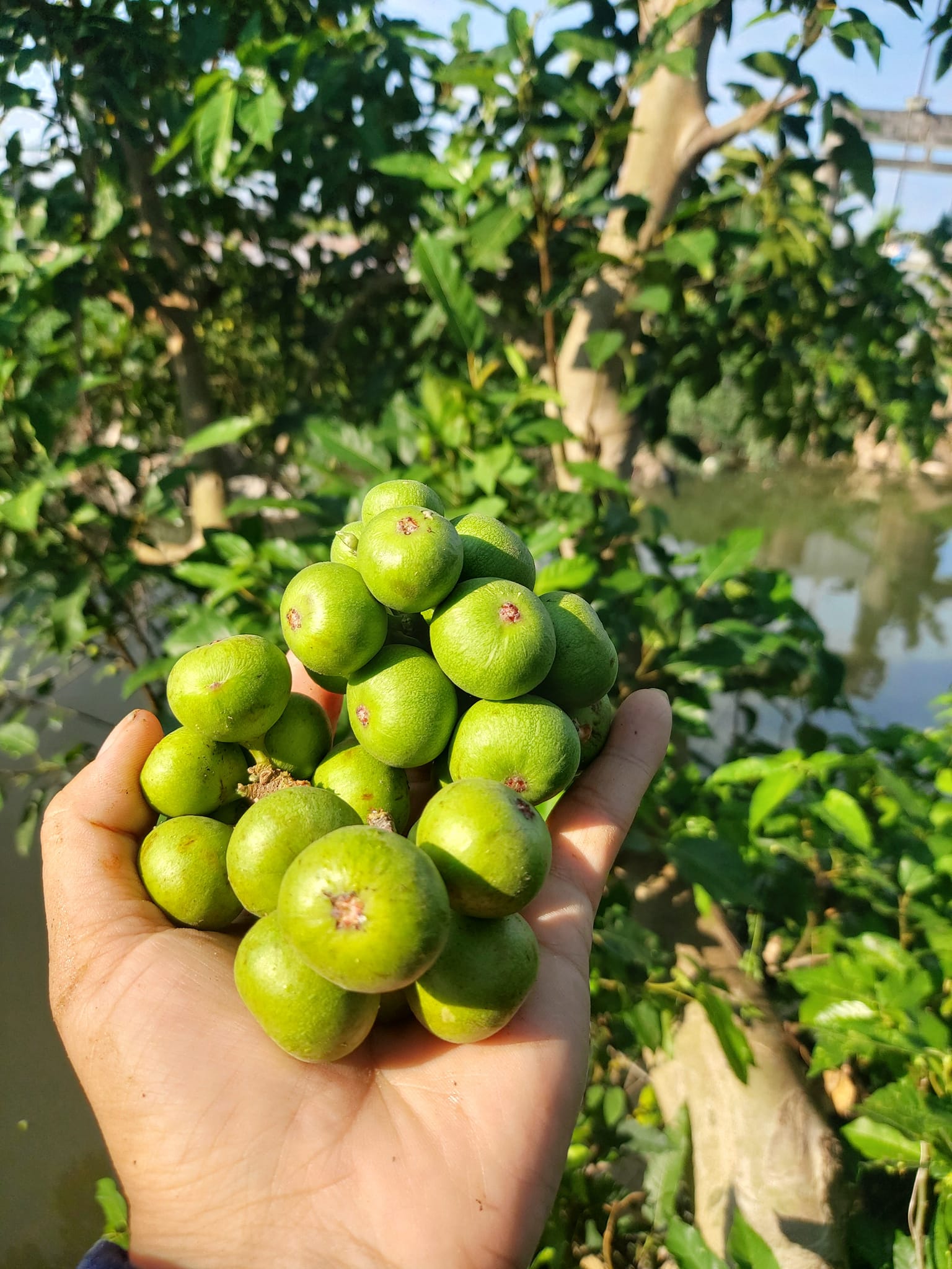 lá sung nấu nước uống có tác dụng gì