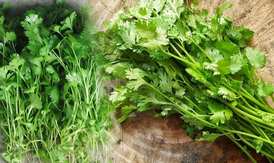 uống nước rau mùi có tác dụng gì