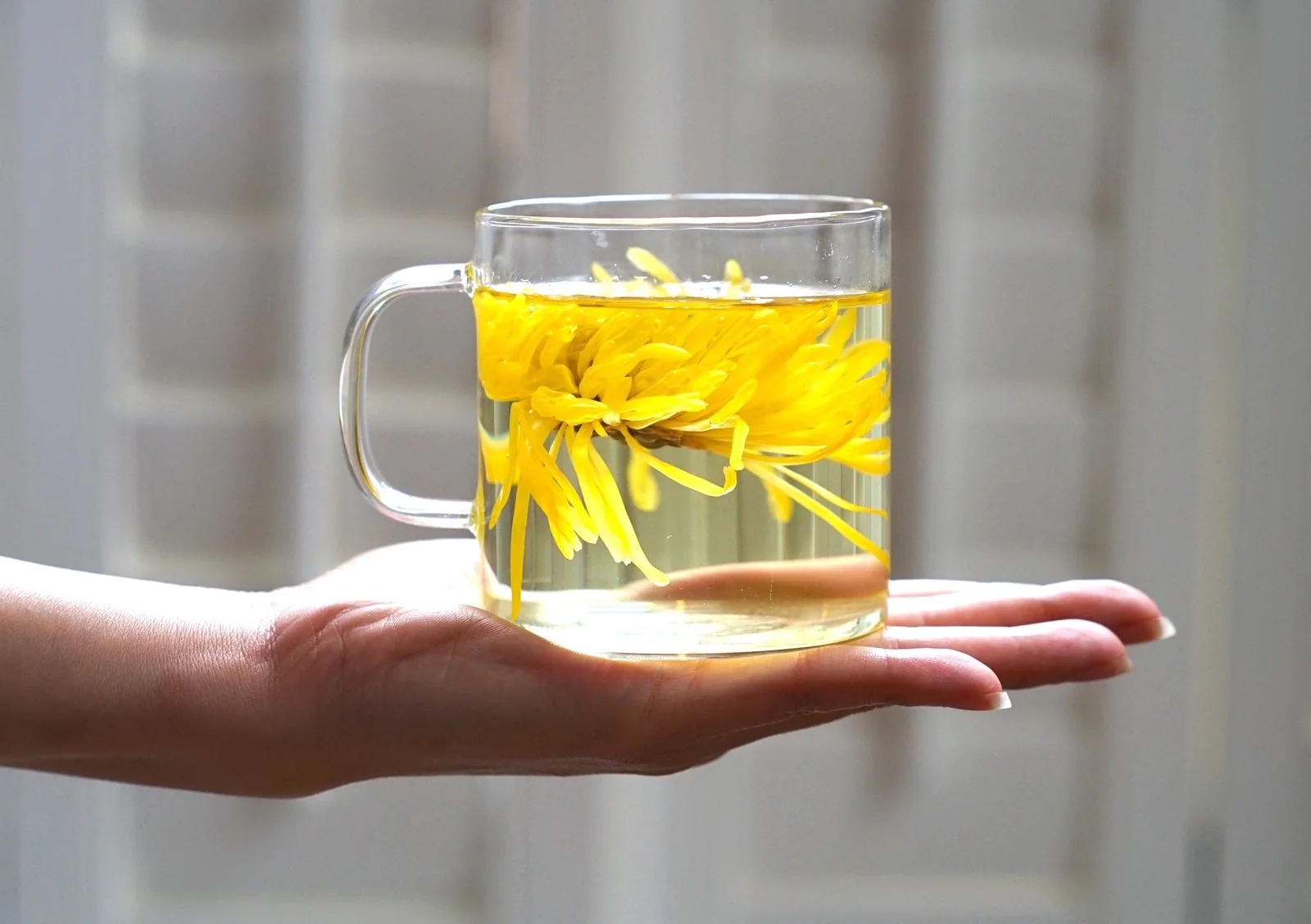 uống trà hoa cúc có tác dụng gì