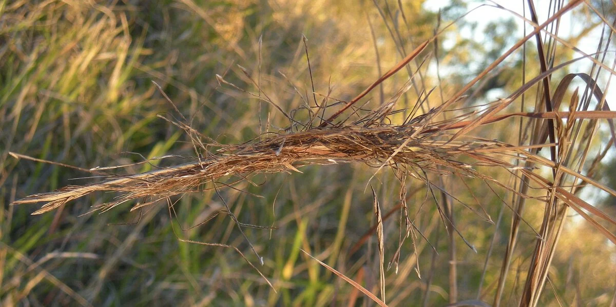 cỏ pili