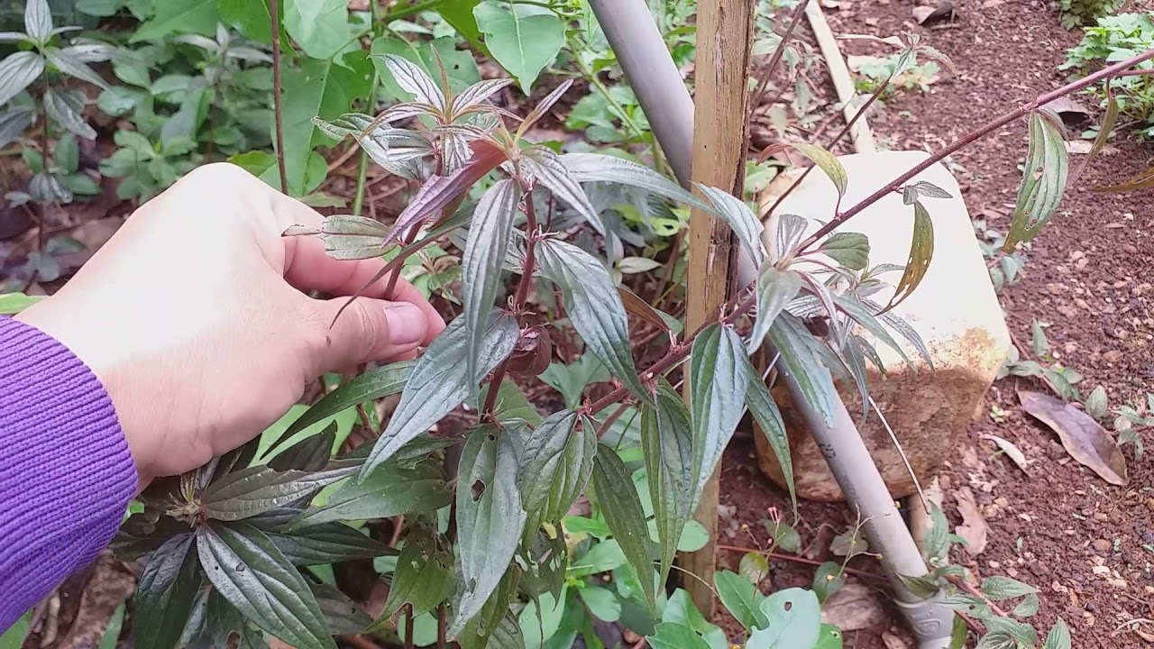 Cây thuốc dòi tím trị bệnh gì