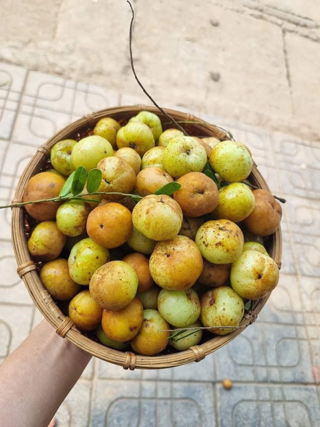 tác dụng của quả me rừng