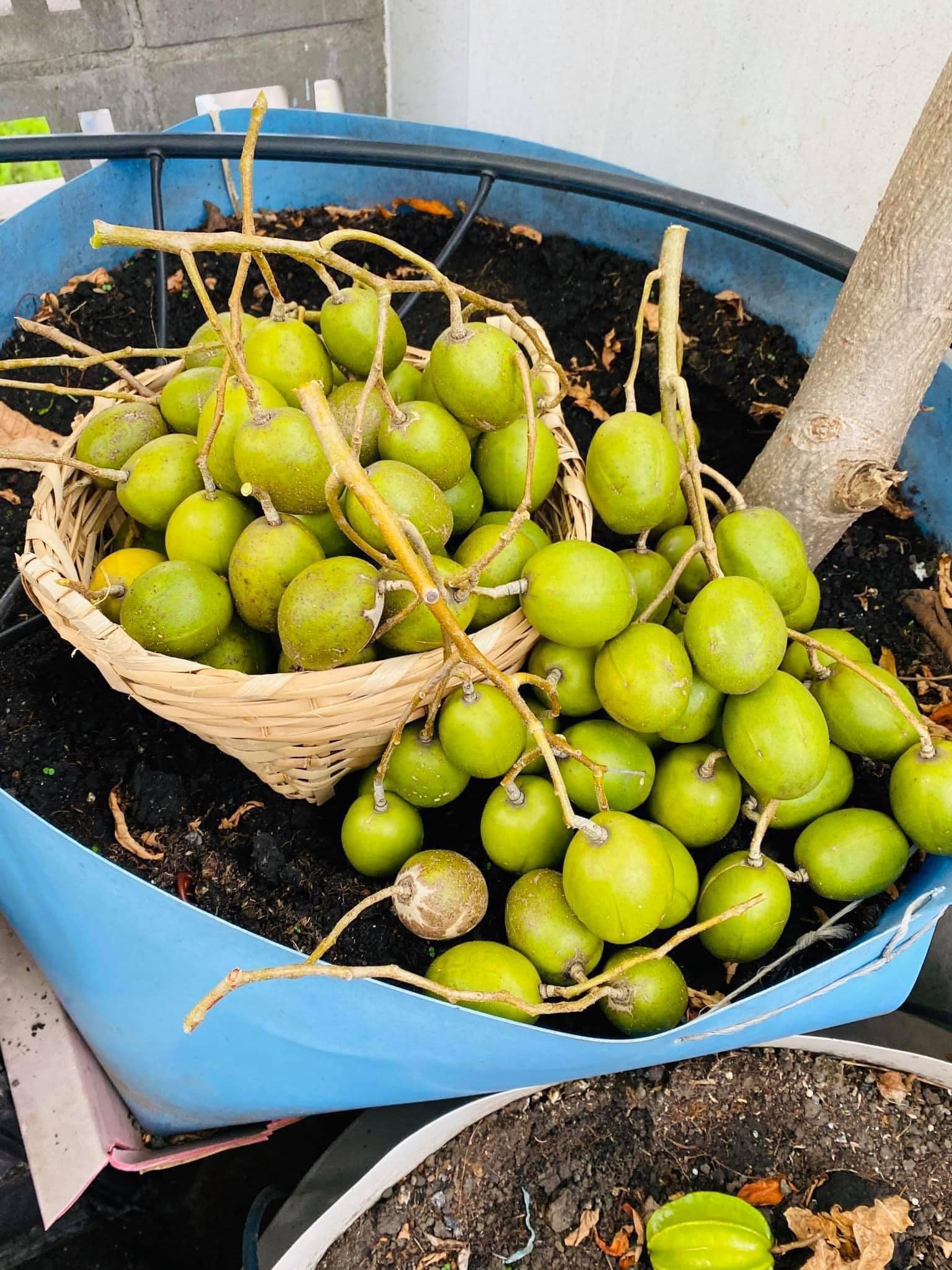 sơ chế