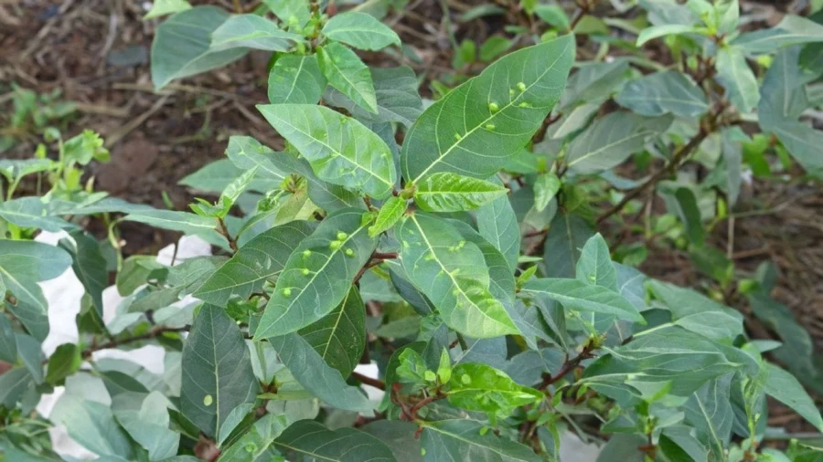 lá sung nấu nước uống có tác dụng gì