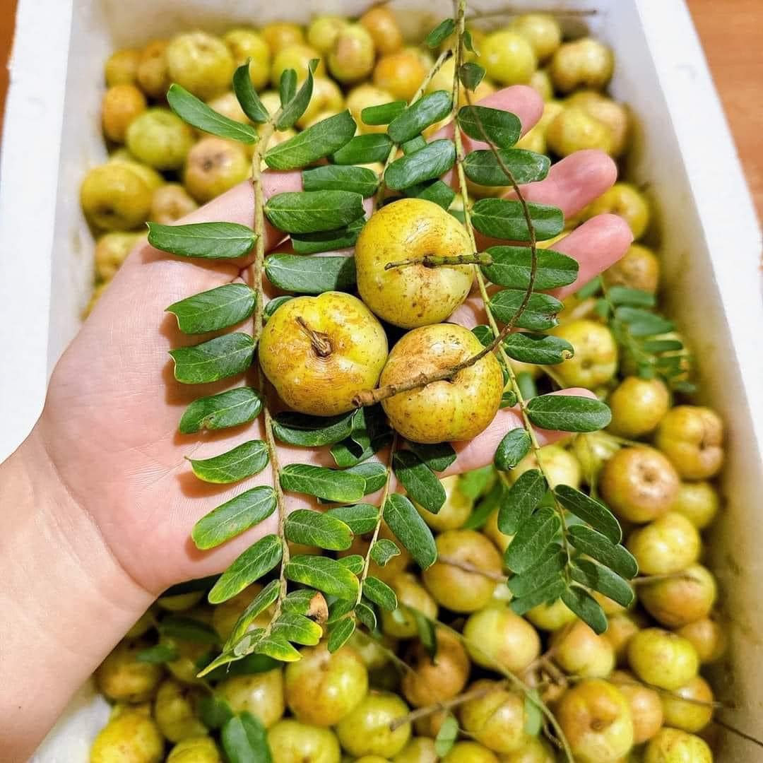 tác dụng của quả me rừng