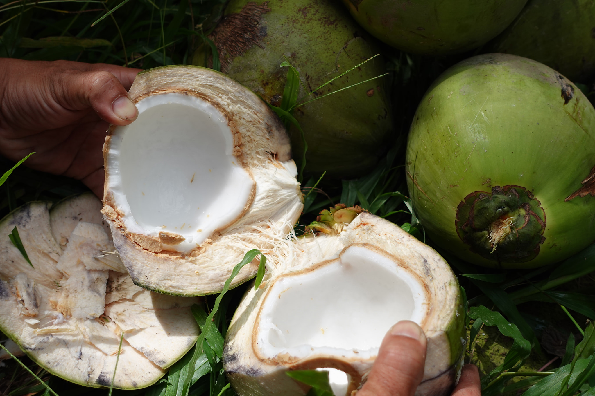 Cách chọn dừa làm mứt