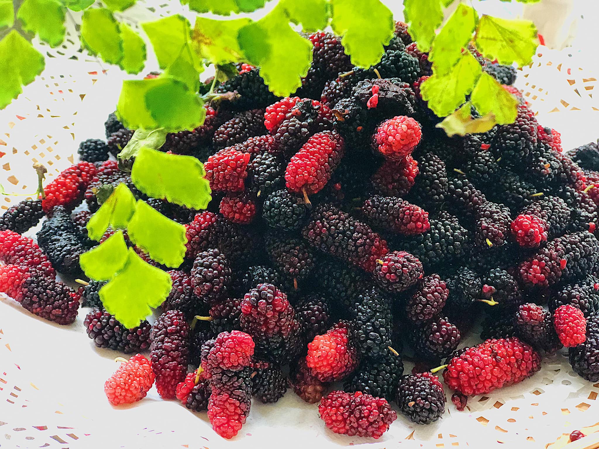 cách làm siro dâu tằm