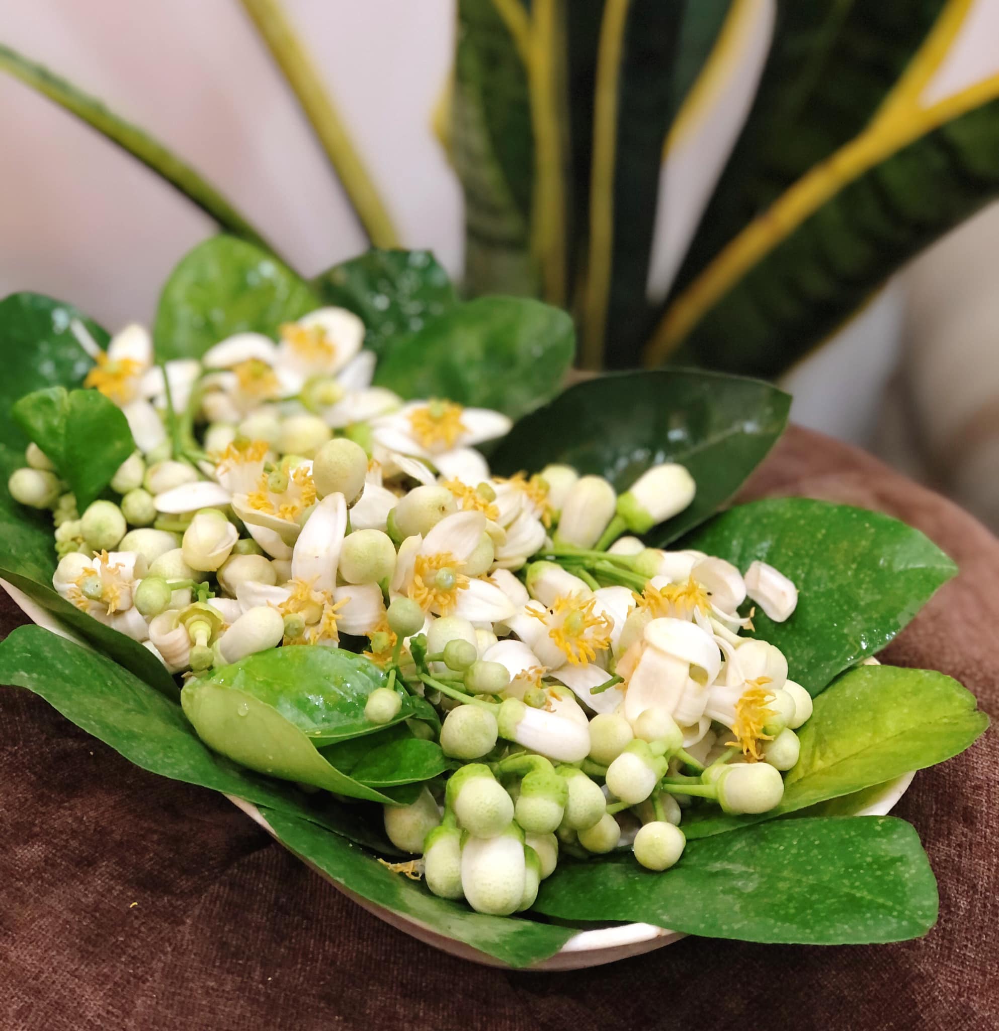 cách làm tinh dầu hoa bưởi