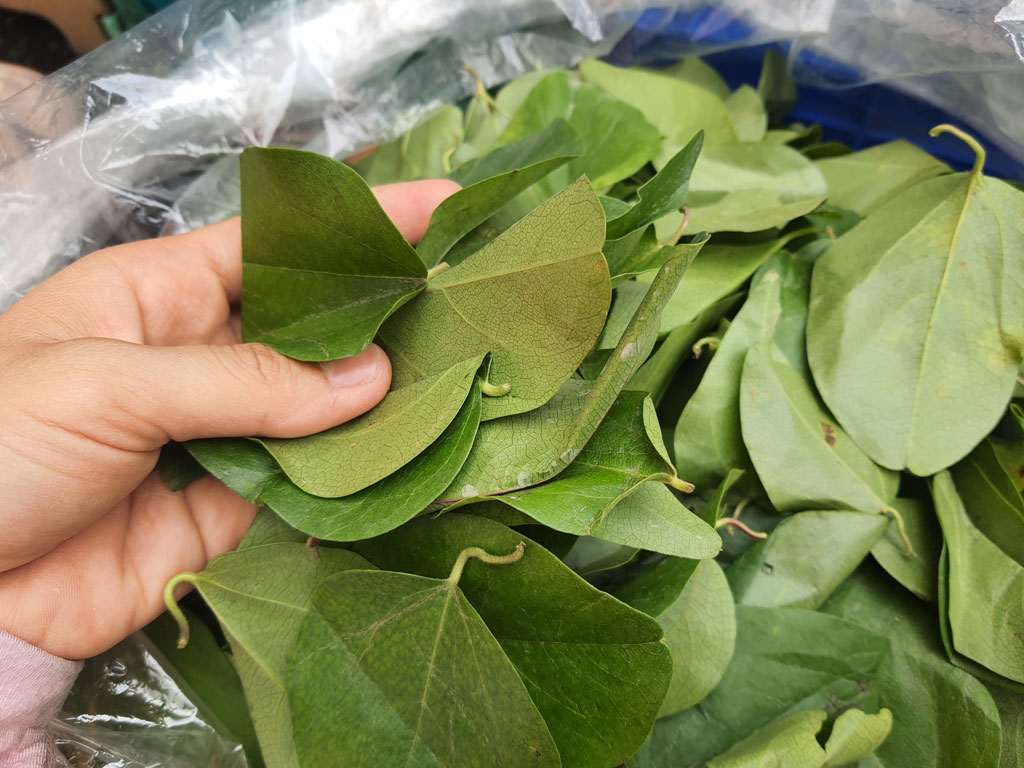 cách nấu thạch sương sâm