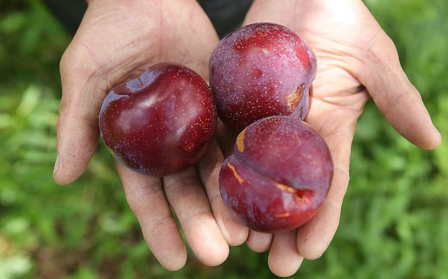 đặc điểm