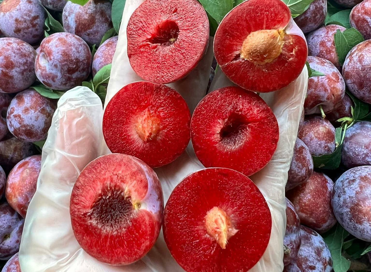 mận punhi là mận gì