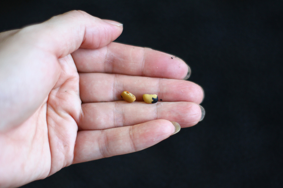 Uống nước đỗ đen rang có tác dụng gì