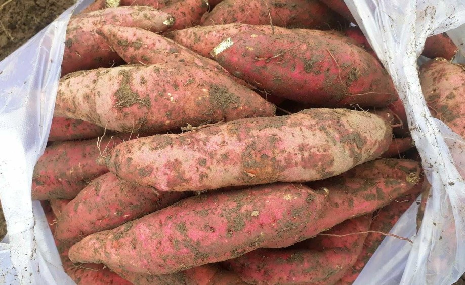 mẹo