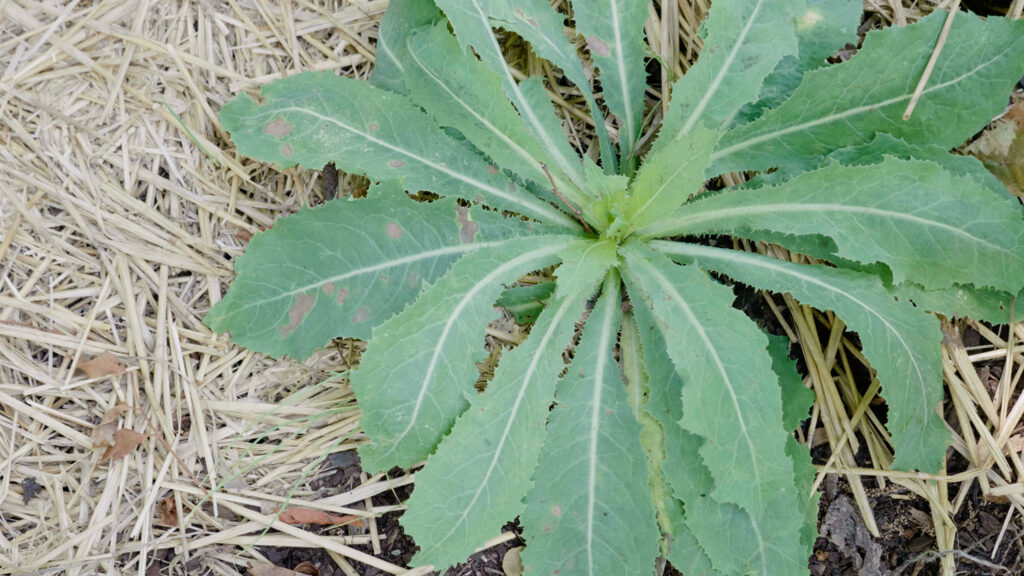 rau diếp dại là gì