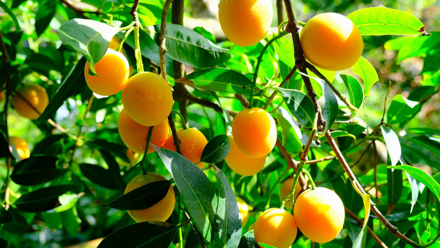 hỗ trợ tiêu hóa