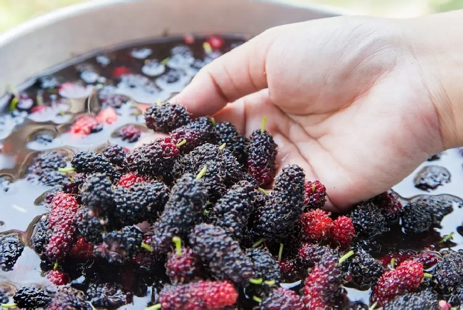 cách ngâm rượu dâu tằm