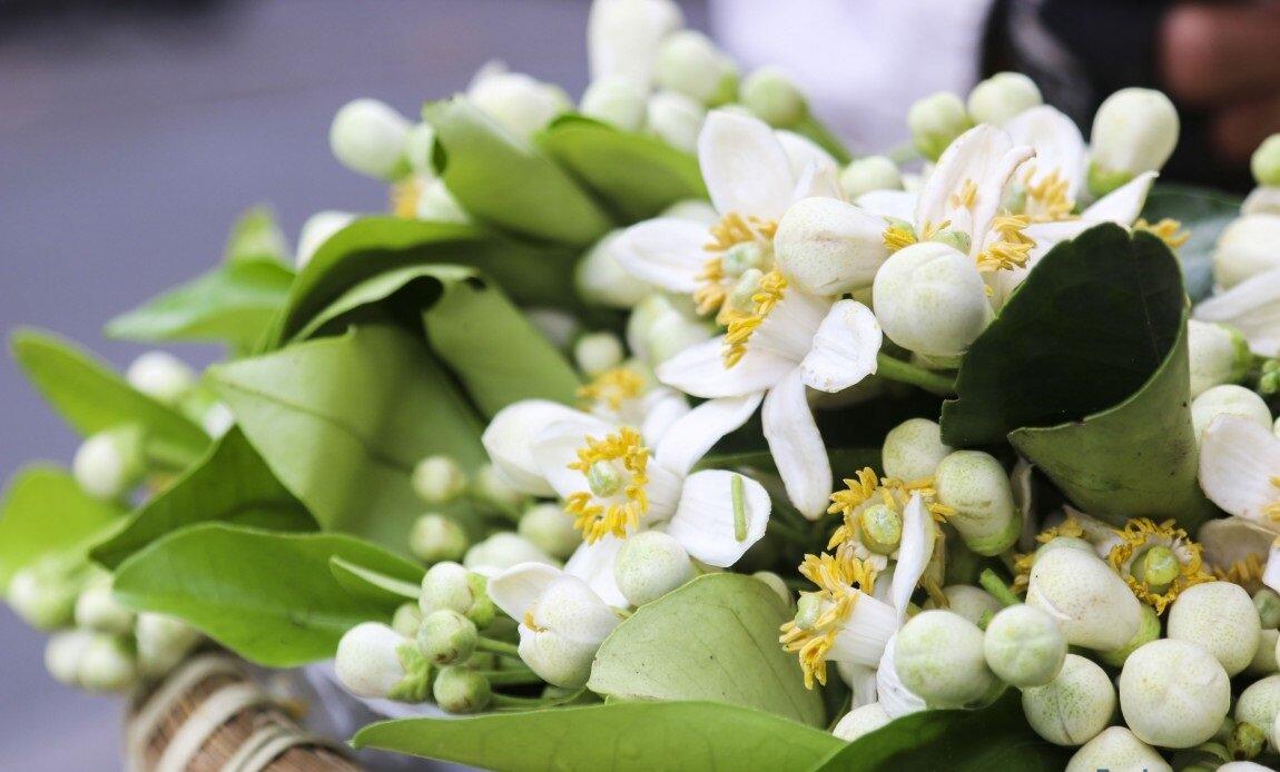 công dụng của hoa bưởi ngâm mật ong