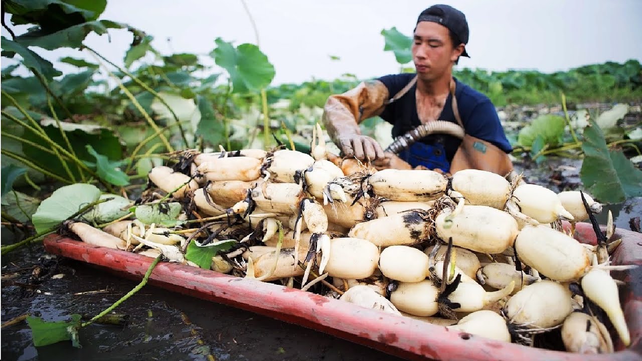 hỗ trợ tiêu hóa