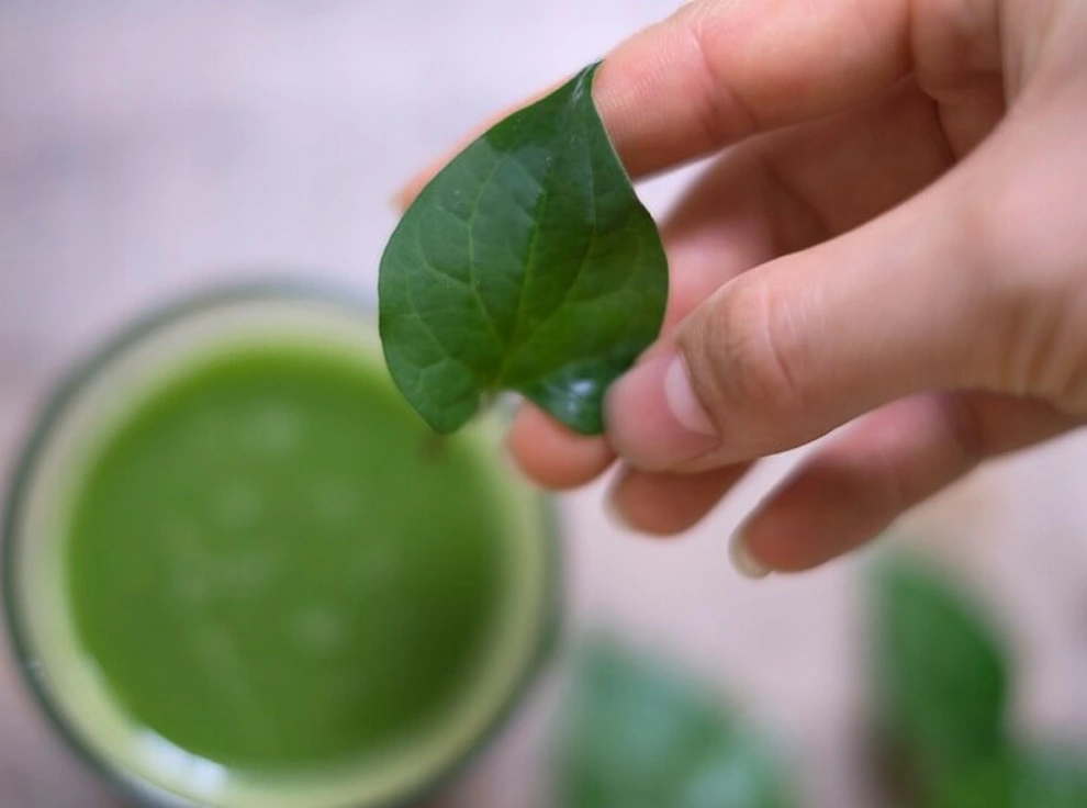 trà diếp cá có tác dụng gì
