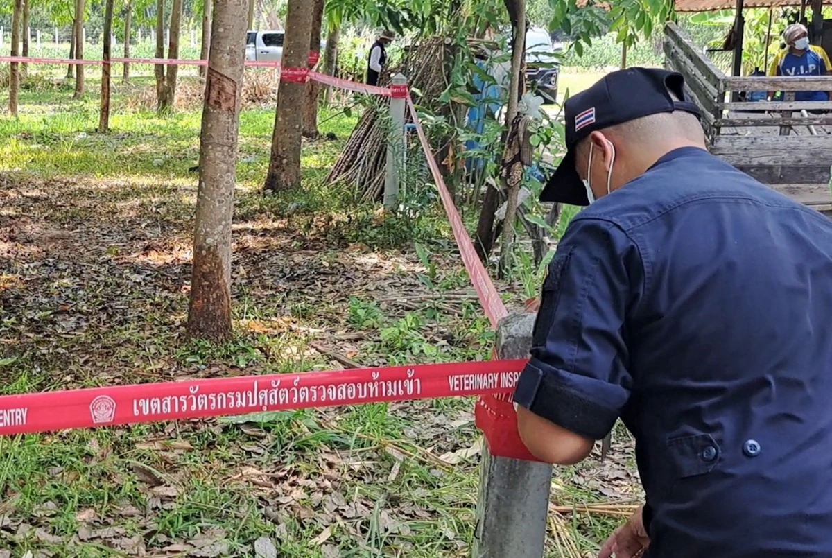 Bệnh than là gì?